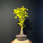 Ginkgo Clump