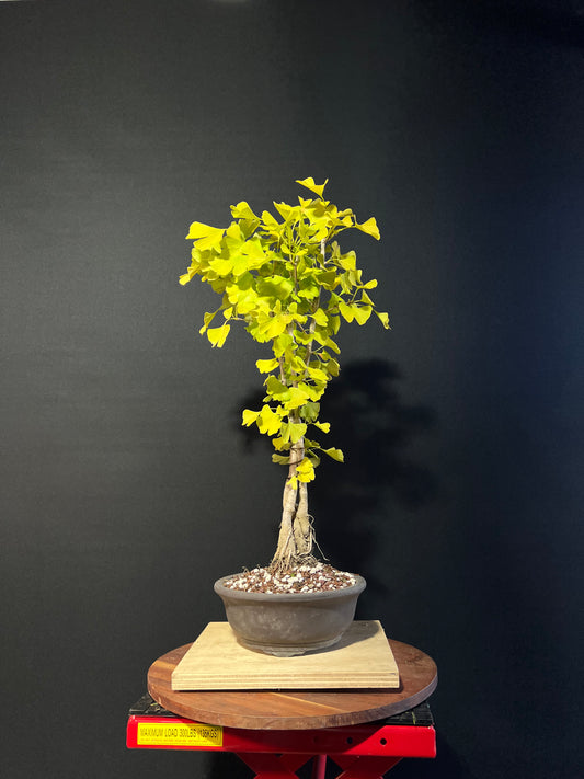 Ginkgo Clump