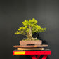 Chinese Privet Bonsai