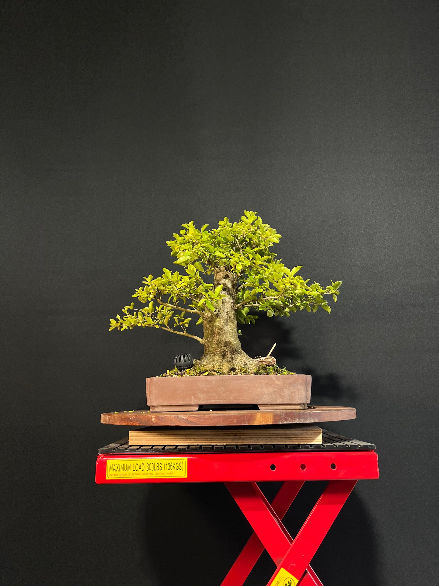 Chinese Privet Bonsai