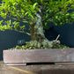 Chinese Privet Bonsai