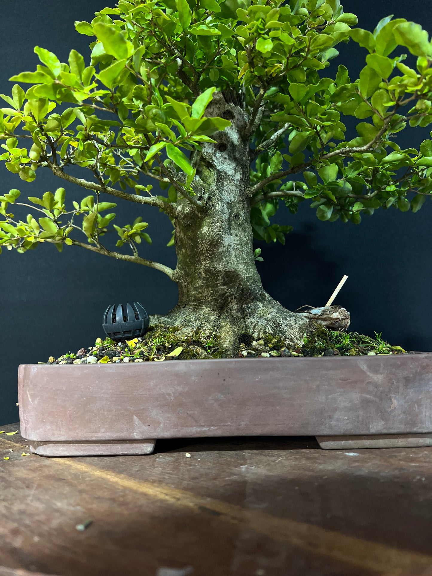 Chinese Privet Bonsai