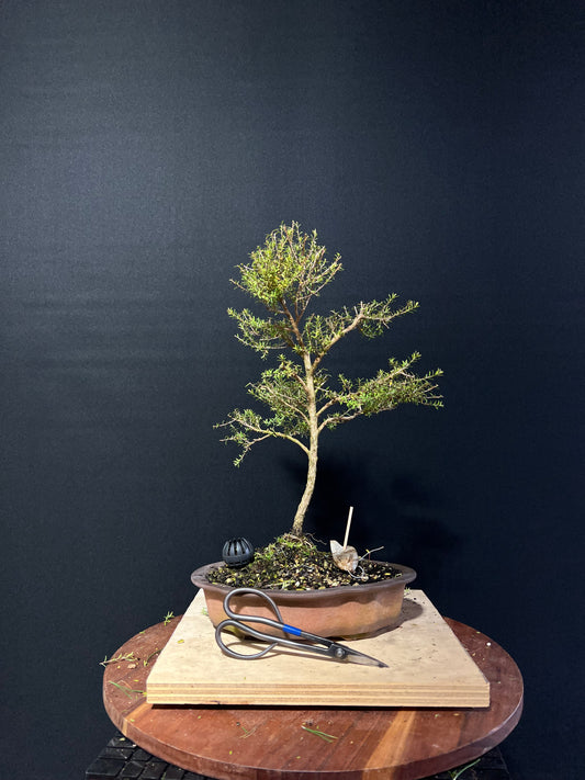 Kanuka Bonsai