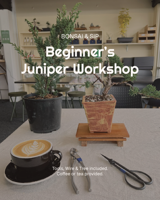 Beginners Juniper Workshop- 19th October