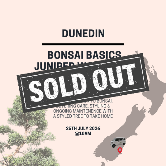 Dunedin - Bonsai Basics Juniper Workshop- 25th July