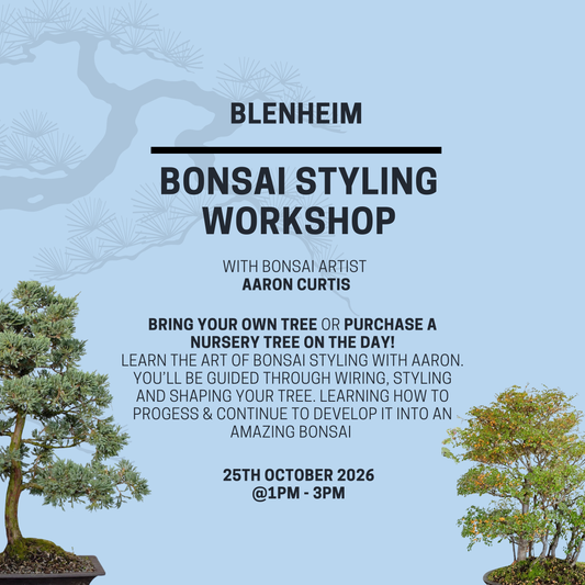 BLENHEIM- Bonsai Styling-Workshop- 25th October @1pm