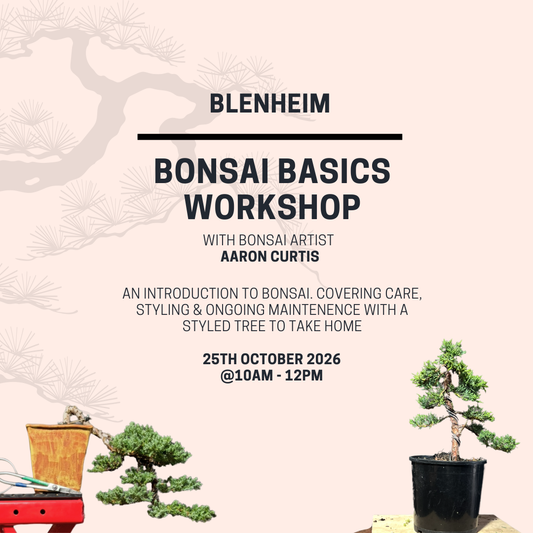 BLENHEIM- Bonsai Basics Juniper Workshop- 25th October @10am