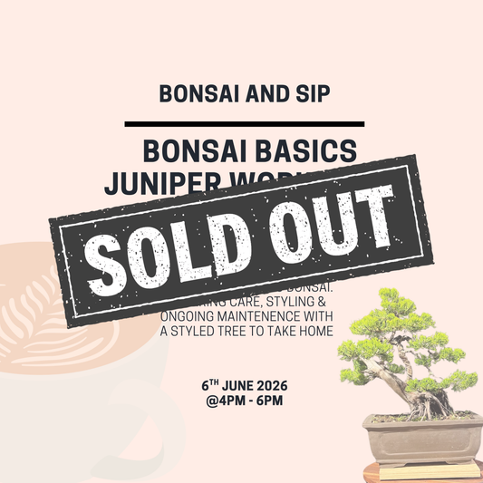 Bonsai Basics Juniper Workshop- 6th June 4pm
