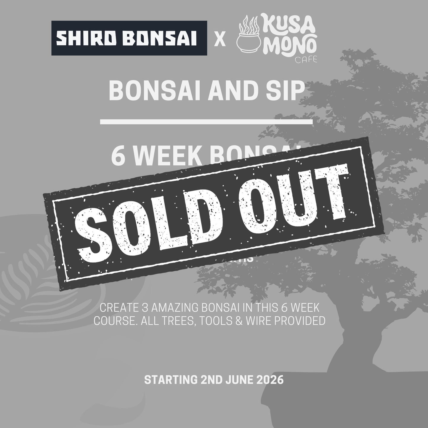 6 Week Bonsai Course - Starting 2nd June 2026