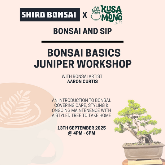 Bonsai Basics Juniper Workshop- 13th September