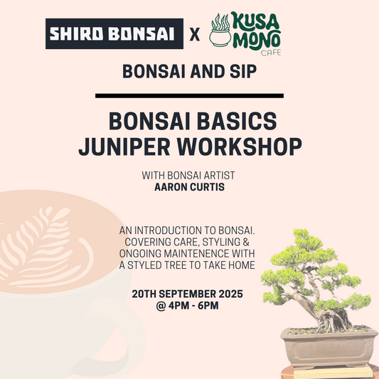Bonsai Basics Juniper Workshop- 20th September