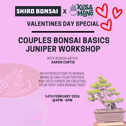 Valentines Day Bonsai Workshop- 14th February 4pm