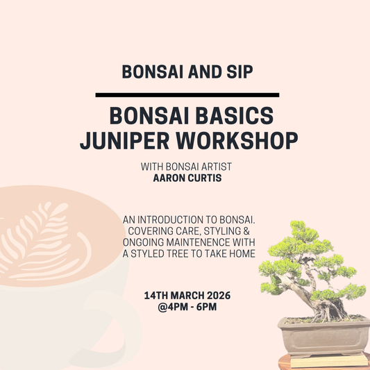 Bonsai Basics Juniper Workshop- 14th March
