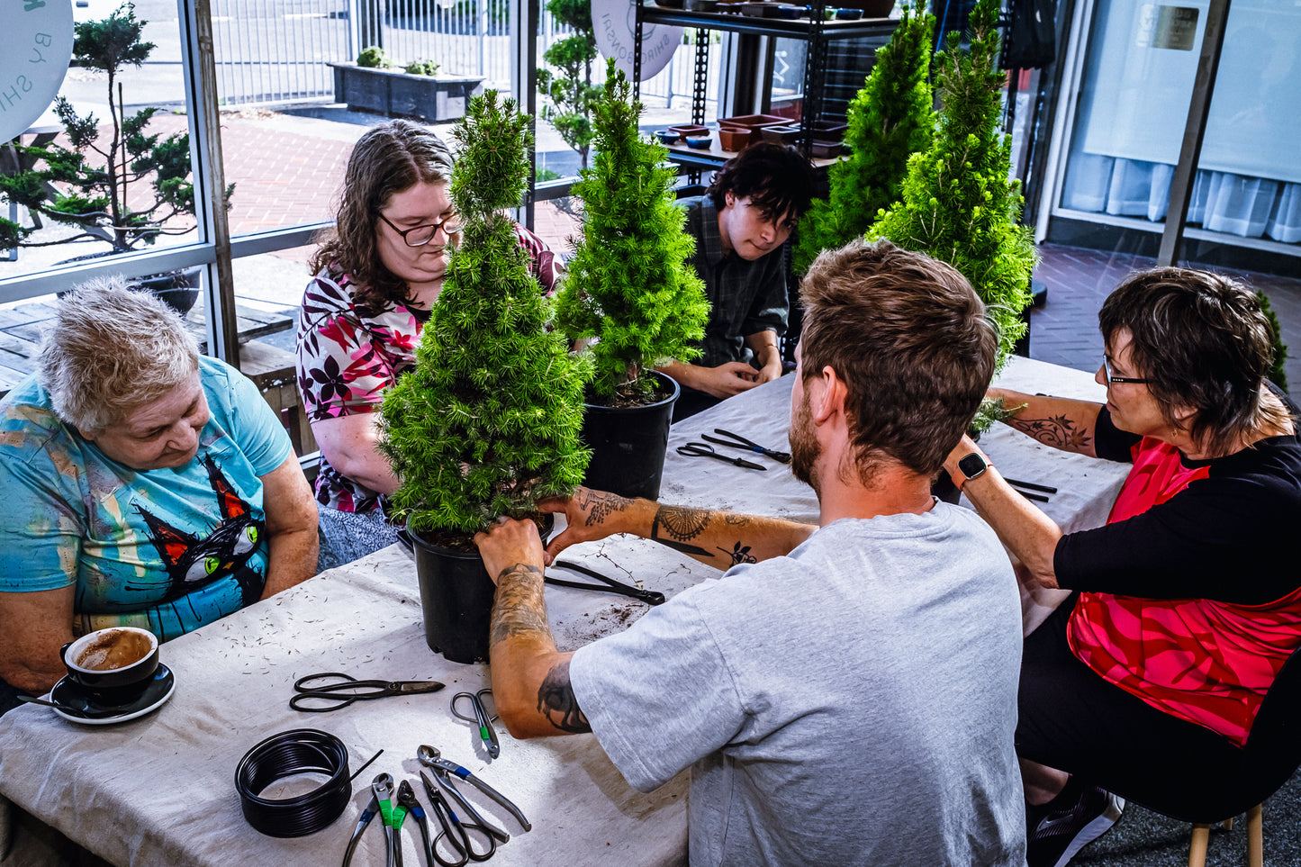 6 Week Beginners Bonsai Course - Starting January 7th 2025