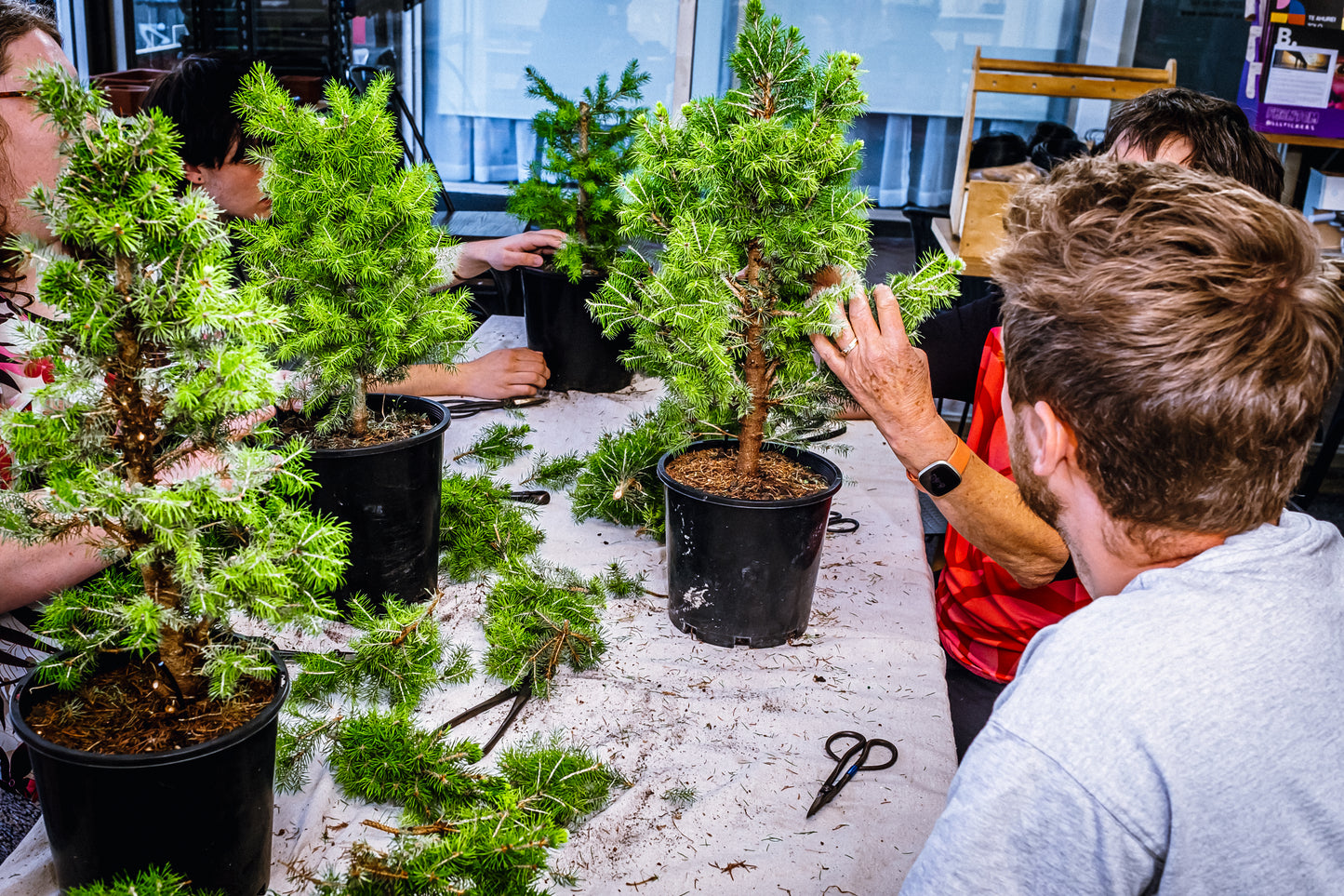 6 Week Beginners Bonsai Course - Starting 20th January 2026