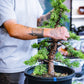 Bonsai Basics with Aaron - 26th April