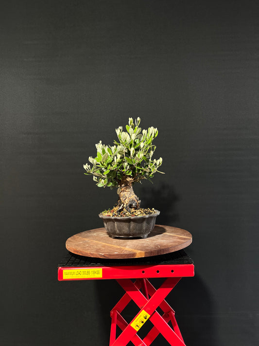 Feijoa Bonsai