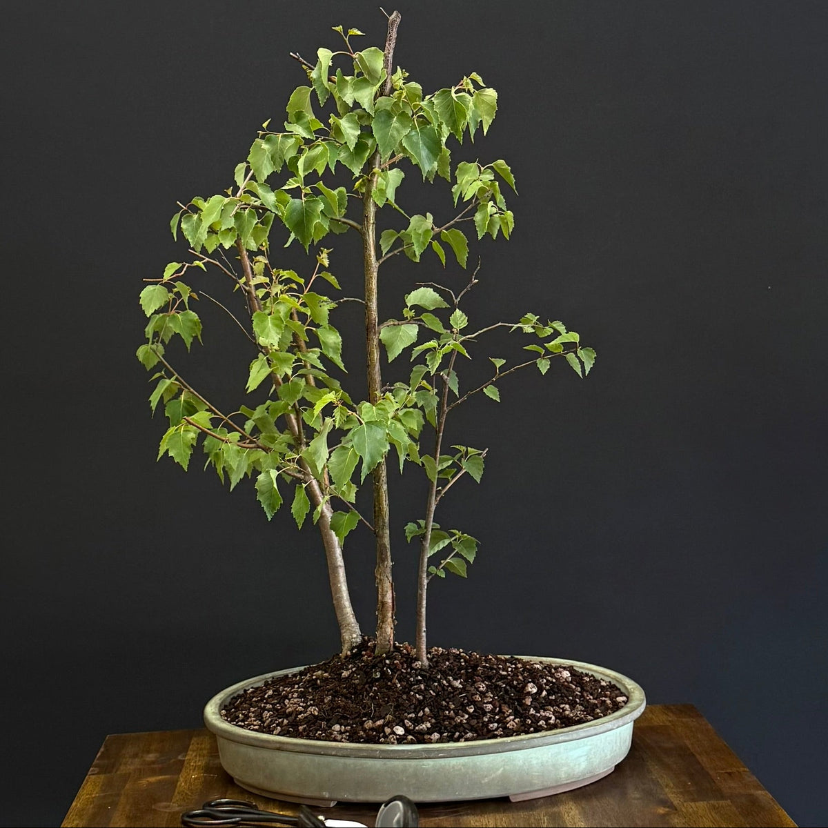 Japanese Birch Forest Bonsai