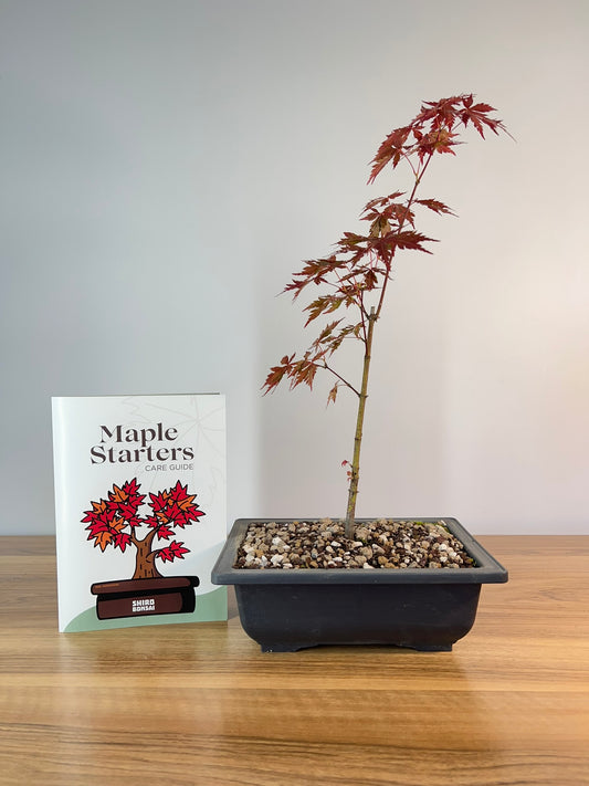 Japanese Maple Starter