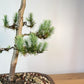 Italian Stone Pine (DEV31)