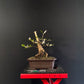 Feijoa Bonsai