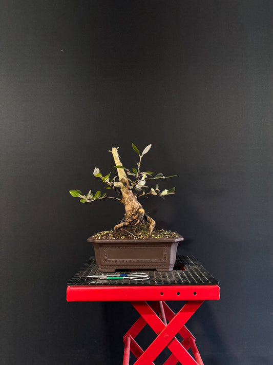 Feijoa Bonsai
