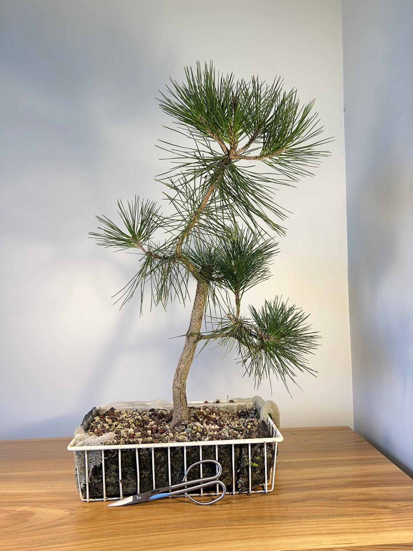 Japanese Black Pine (DEV42)