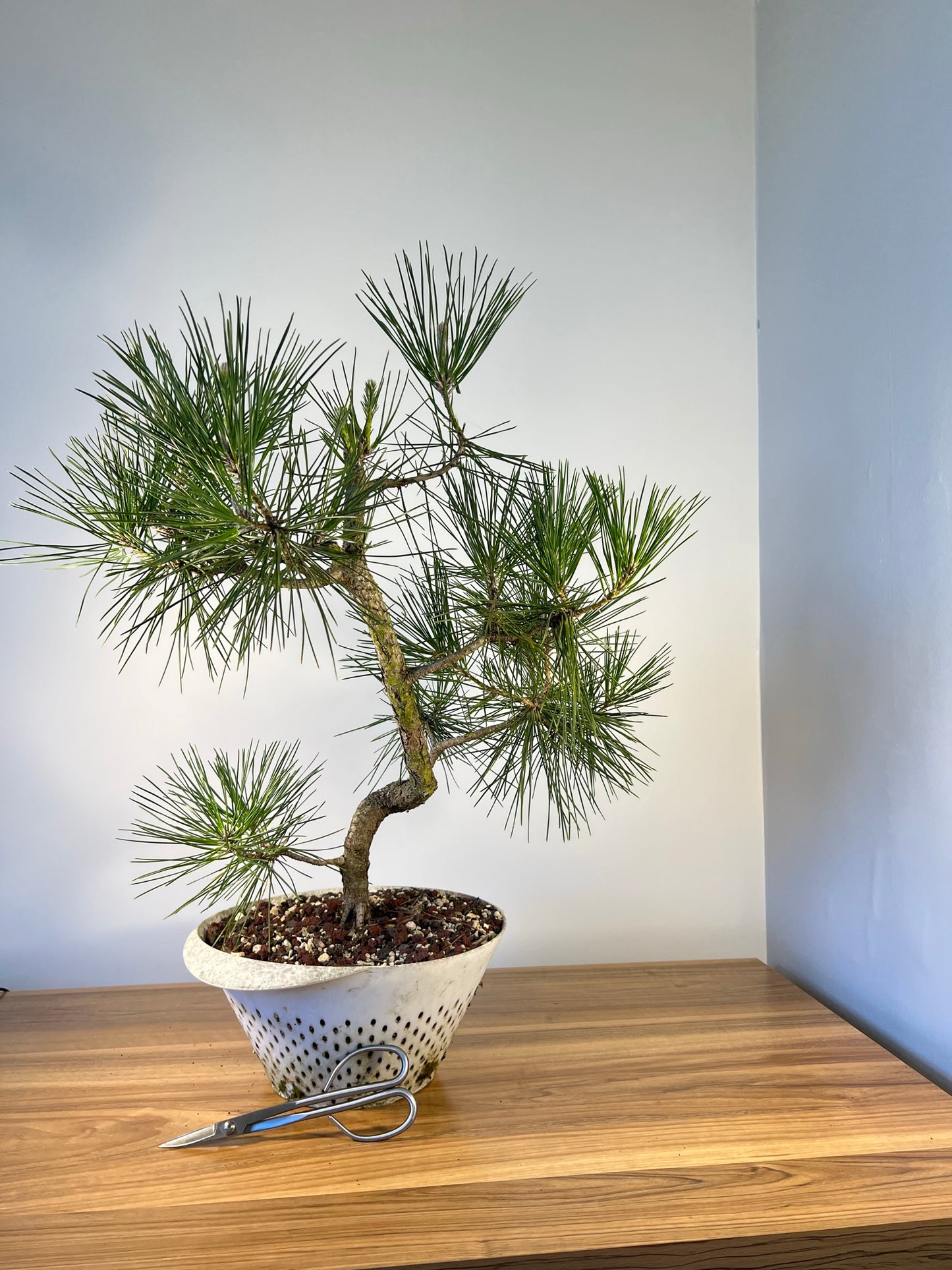 Japanese Black Pine (DEV43)