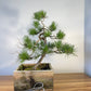 Scots Pine (DEV45)