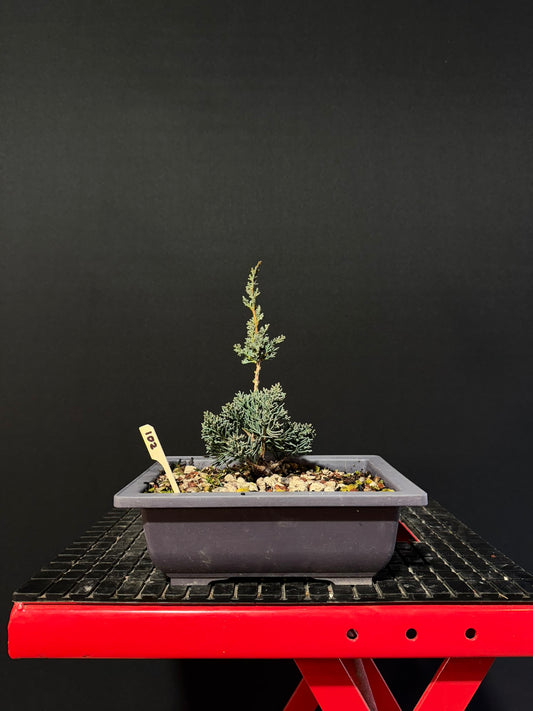 Juniperus x media blaauw