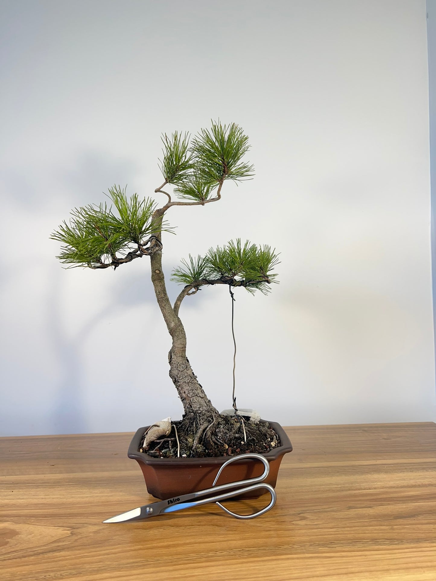 Monterey Pine (REF74)