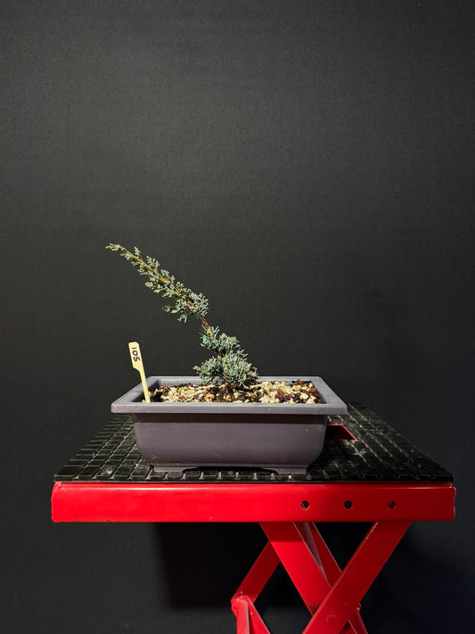 Juniperus x media blaauw