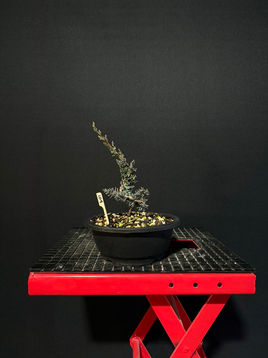 Juniperus x media blaauw