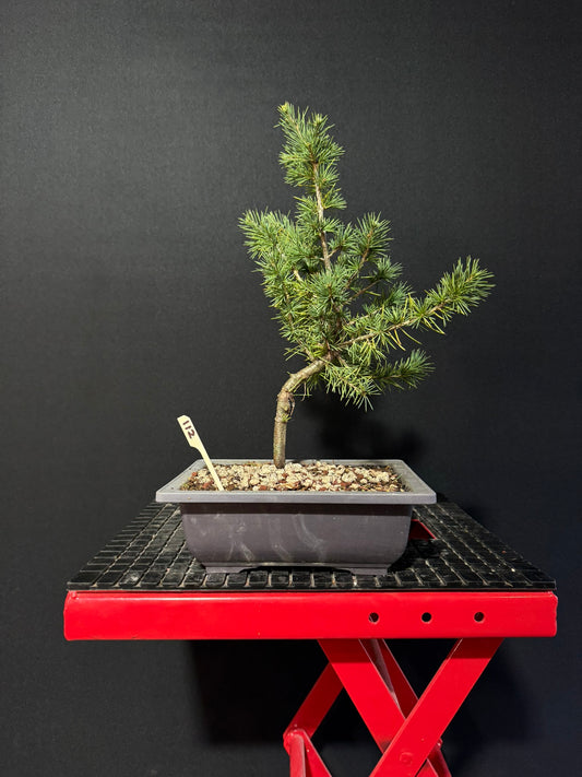 Atlas Cedar Bonsai