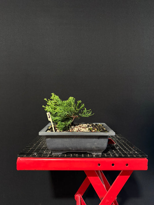 Juniperus chinensis 'kaizuka'