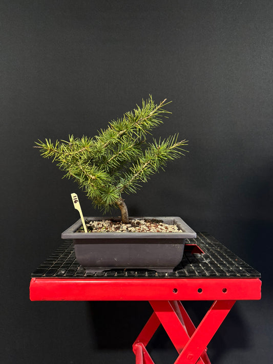 Atlas Cedar Bonsai