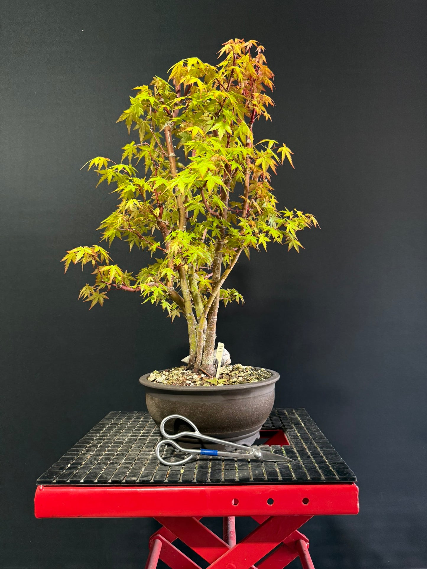 Japanese Maple Clump