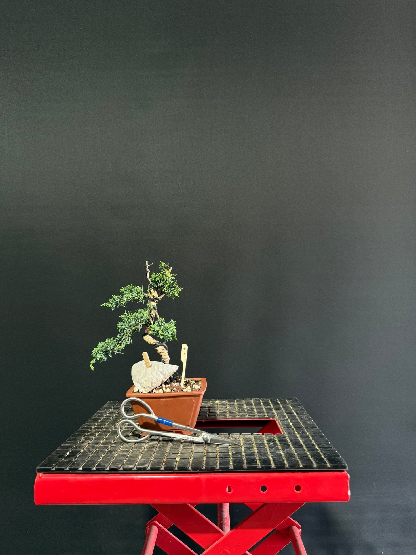 Juniper x media blaauw