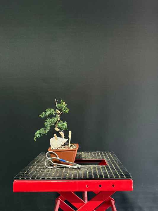 Juniper x media blaauw