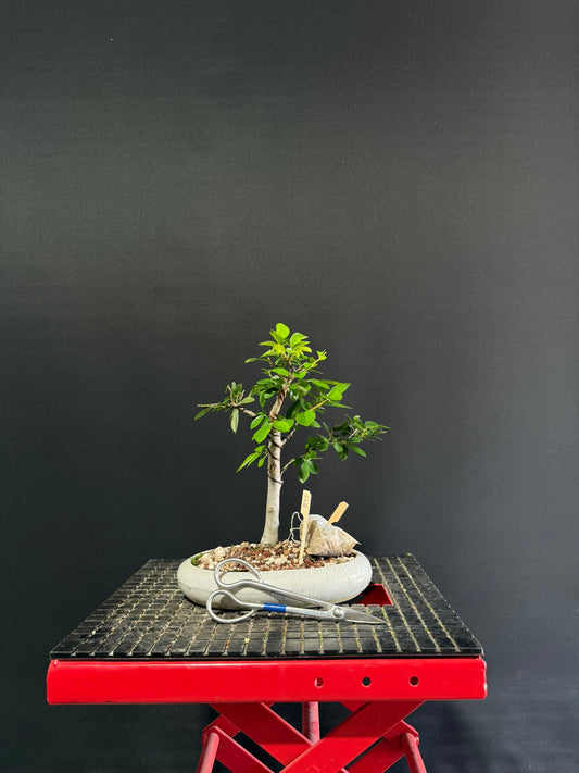 Chinese Elm