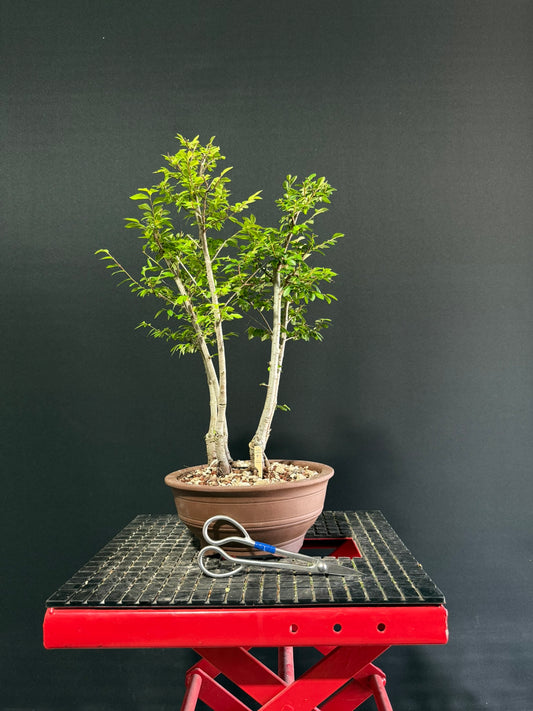 Chinese Elm Clump