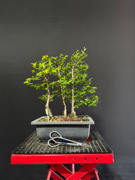 Chinese Elm Forest