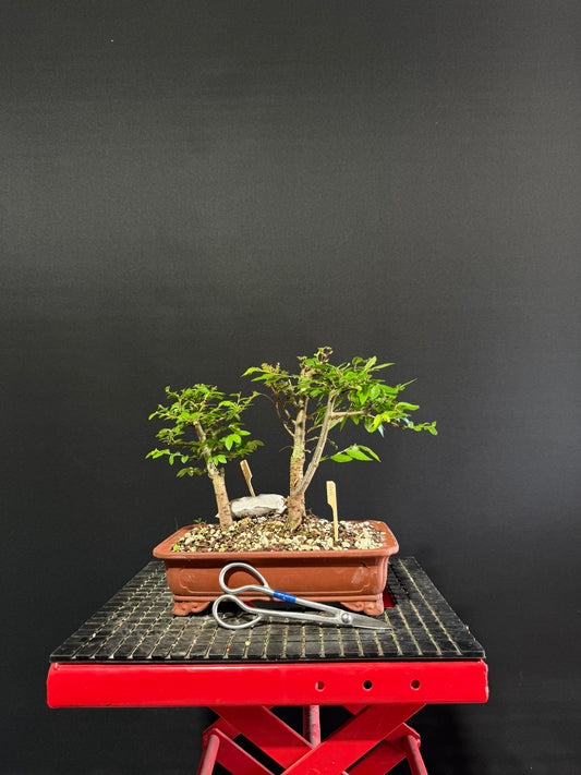 Chinese Elm Forest