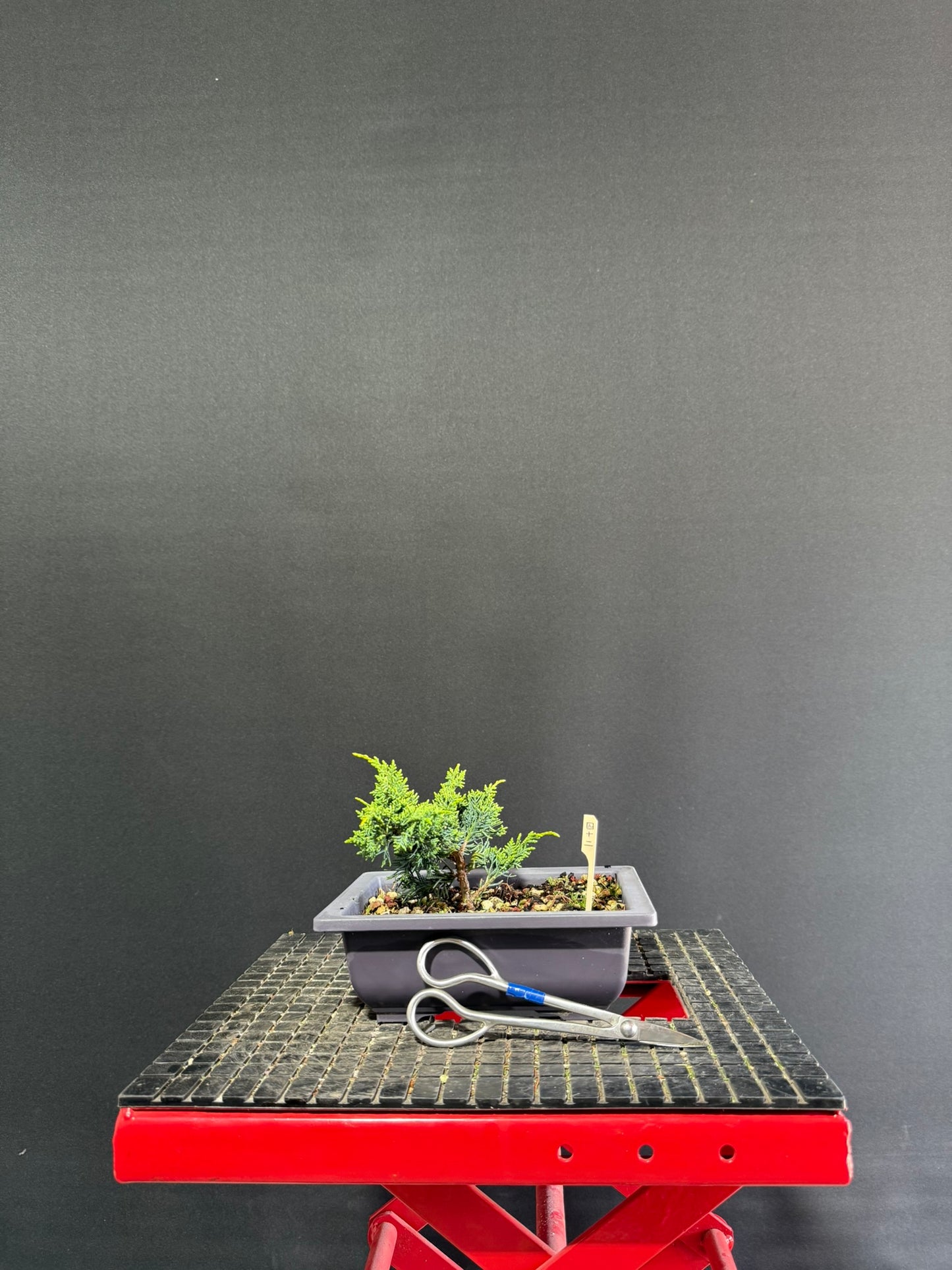 Juniper x media blaauw