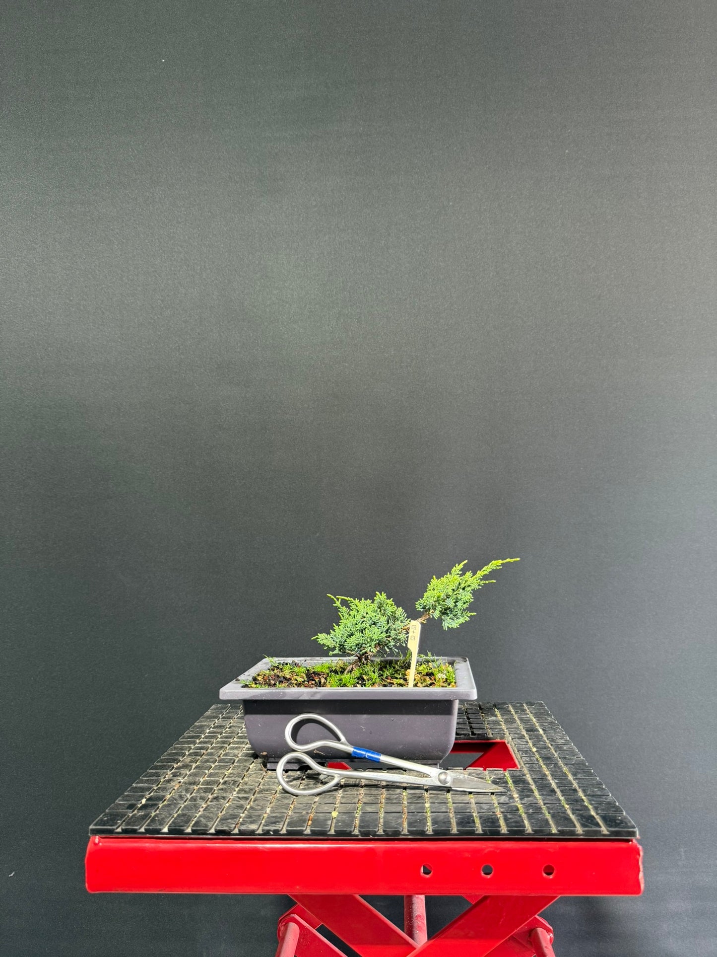 Juniper x media blaauw