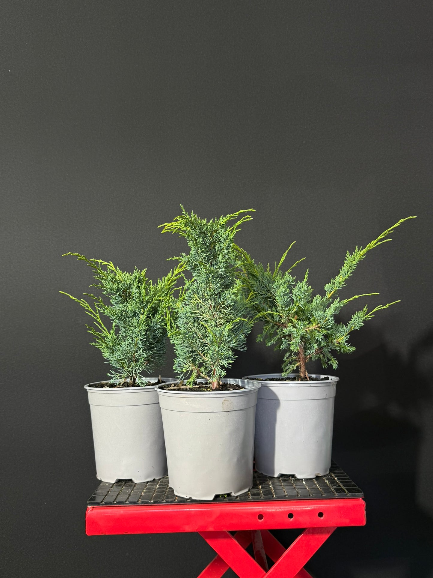 Juniper x media blaauw