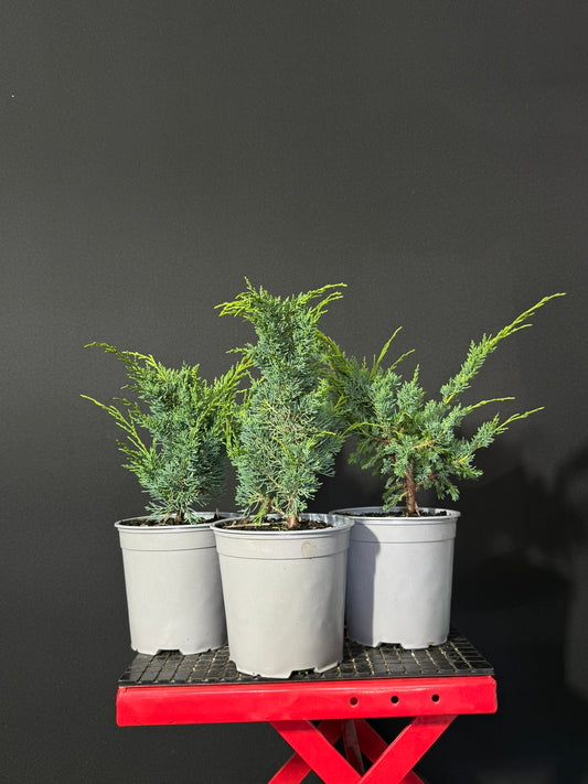 Juniper x media blaauw