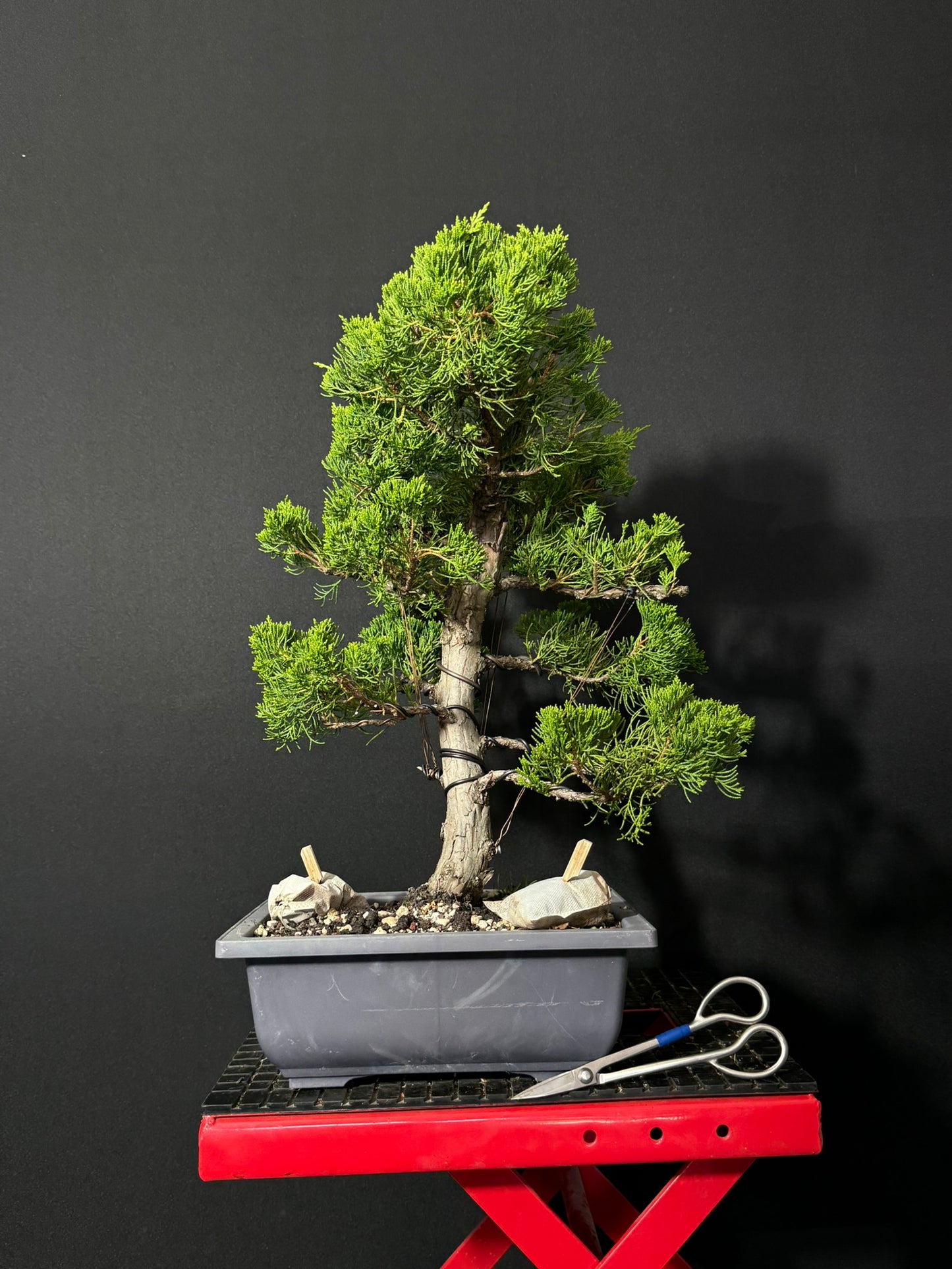 Kaizuka Juniper