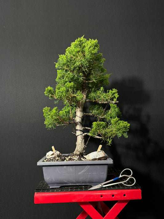 Kaizuka Juniper