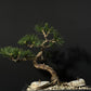 Japanese Black Pine